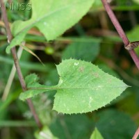 Blue-sow-thistle